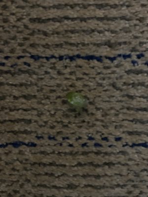 Piece of candy that got stuck to my sock.