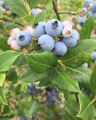 Beautiful berries on opening weekend.