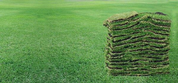 If you need new sod, we got you covered.