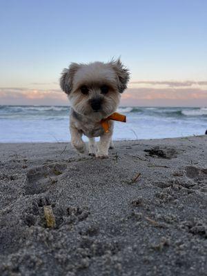 Here is one of my babies at the beach right after her appointment