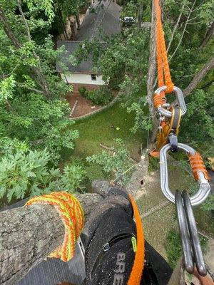 Climbing a big tree