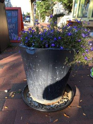 Placement of flower pot poses a sidewalk hazard, though it looks nice!