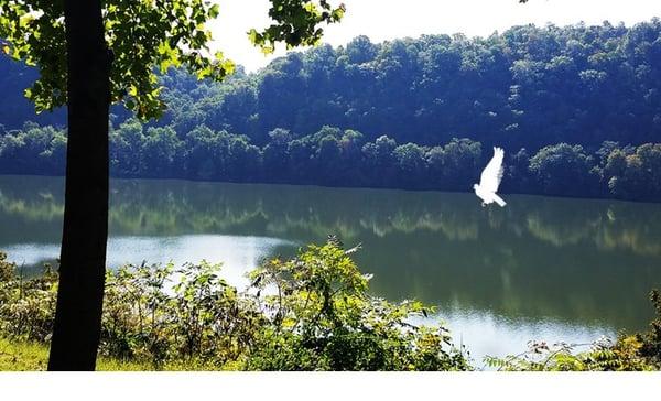 Lone dove released in Beaver, PA