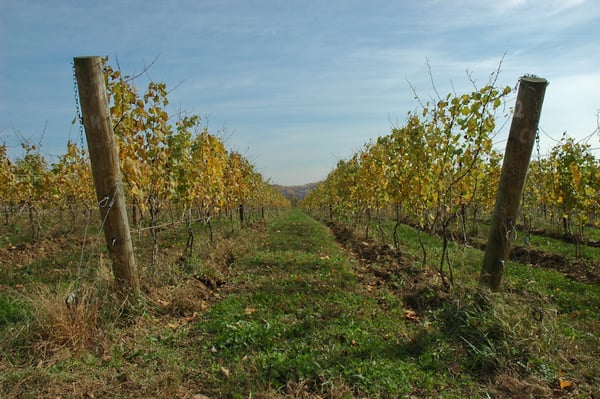 Chardonnay Vineyard