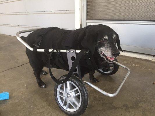 Layla's front support wheelchair from ruff rollin helped with her front leg arthritis. She lost 7 pounds using this wheelchair.