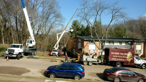 Baltimore Tree Experts, Crane, Boom, Bucket and Chipper on-site