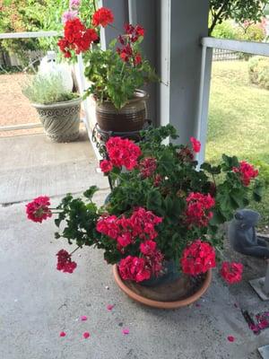 Lots of pretty flowers outside.