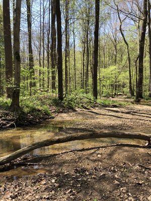 Morgan-Monroe State Forest