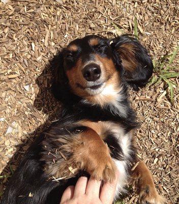 Lilly getting lots of belly rubs in the sunshine