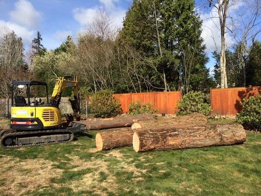 This large fir tree was taken out of a backyard and sent to the mill for lumber instead of firewood.