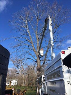 Dead maple removal