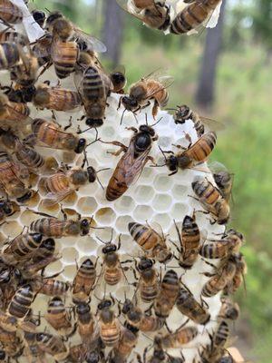 Honey Please Bee Removal