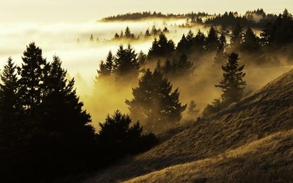 "Bolinas Ridge", Marin