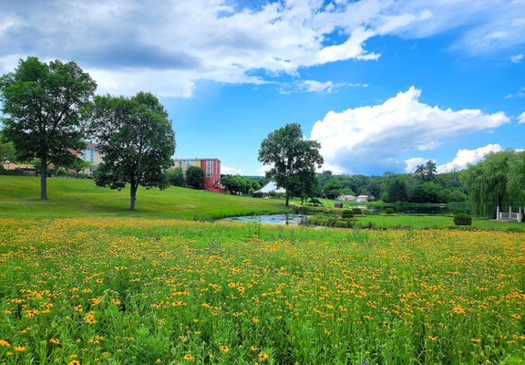 Lake in full bloom