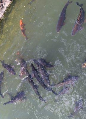 Some of the fish you can feed.