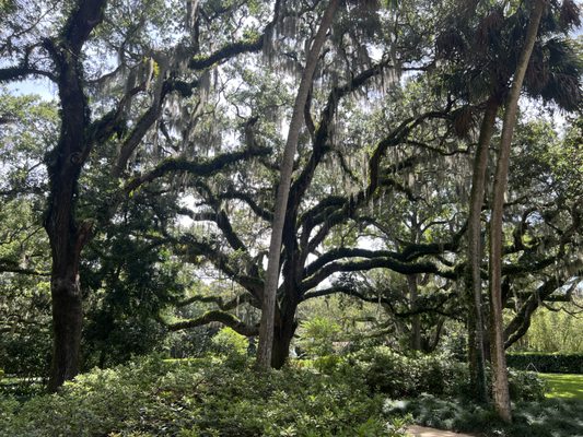 Awesome Oak Trees!