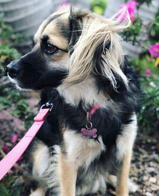 Little bailey sitting pretty on our  walk