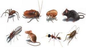 Blue Ridge Termite & Pest Management Group