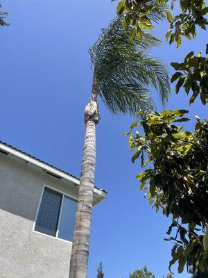 Palm tree number 2 after clean up.