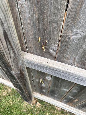 Pictures of my side of the fence they screwed through