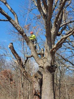 Rudy's Tree Service