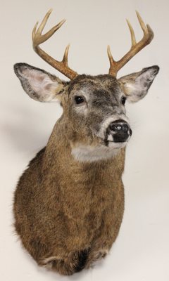 Steele Trap Taxidermy