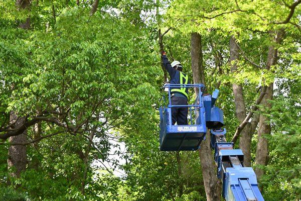 Huntsville-Decatur Tree Services