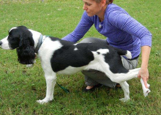 Howie loves his therapeutic exercises!