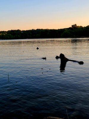 We saw so much wildlife! Here was the duck family.