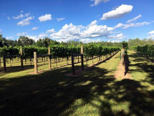 Stroll our gorgeous vineyards or find a place to read a book or picnic.