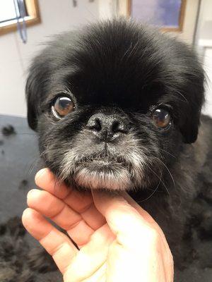 Pekingese pug mix how stinking cute!