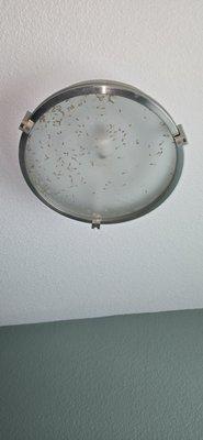 Crunchy bugs in the light fixture! Yummy!