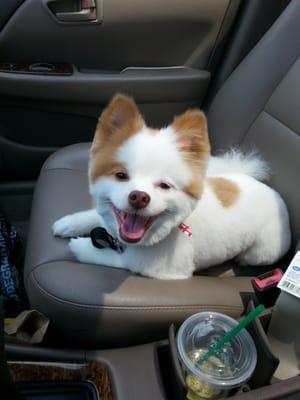 Duke after his grooming appointment at rub a dub doggie! He loves his new haircut!