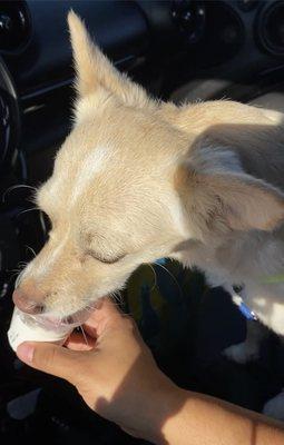 He got a Puppachino as a reward for a good visit.