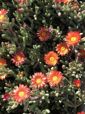 Ice Plants with Unusual Coloring - 3/27/19