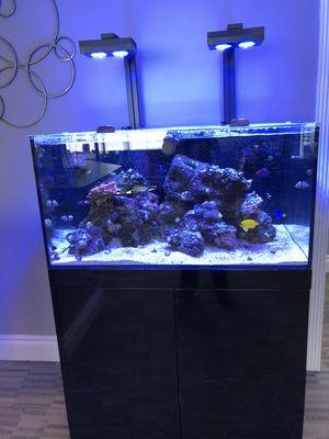 Salt Water Reef Tank