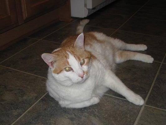 Jack relaxing on a cool floor