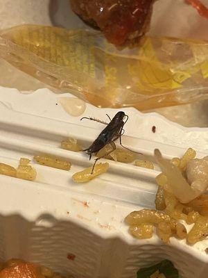 Found a cockroach in my Shrimp Fried Rice