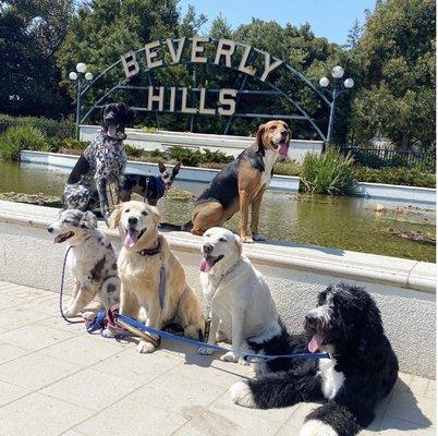 Pack Walks in Beverly Hills