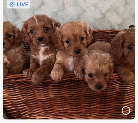 Coastal Havapoo Cavapoo Puppies