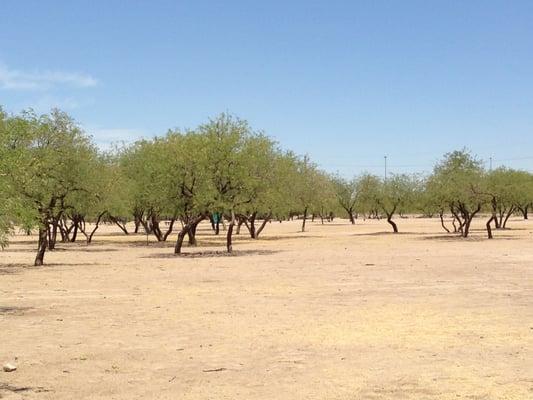 Looking out towards #5. You can barely see the blue port-a-potty. You can see Basket #16 in the trees on the left.