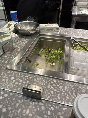 Empty lettuce trays