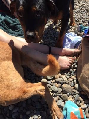 Stony beaches and great for dogs!