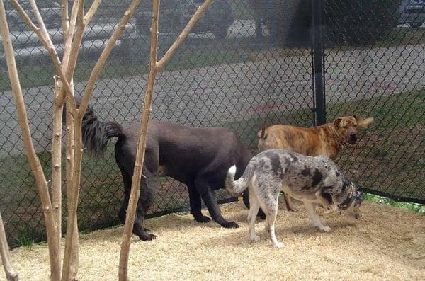 Rooting around in the side-yard.