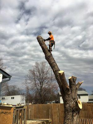 hazardous tree removal is our specialty