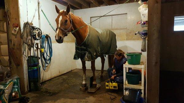 Dr.Webb taking X-rays while out on a Farm Call