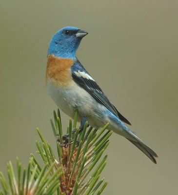 Uncommon and uncommonly beautiful Lazuli Bunting