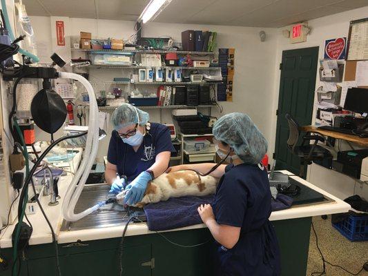 Our technicians scaling teeth during a dental procedure