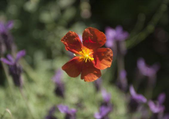 Helianthemum