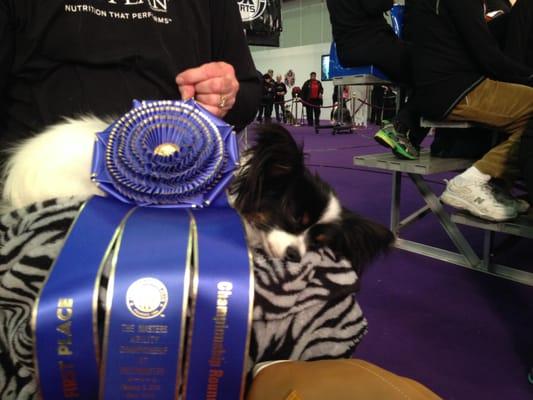 EZ asleep after winning the 2014 Westminster Agility Championship